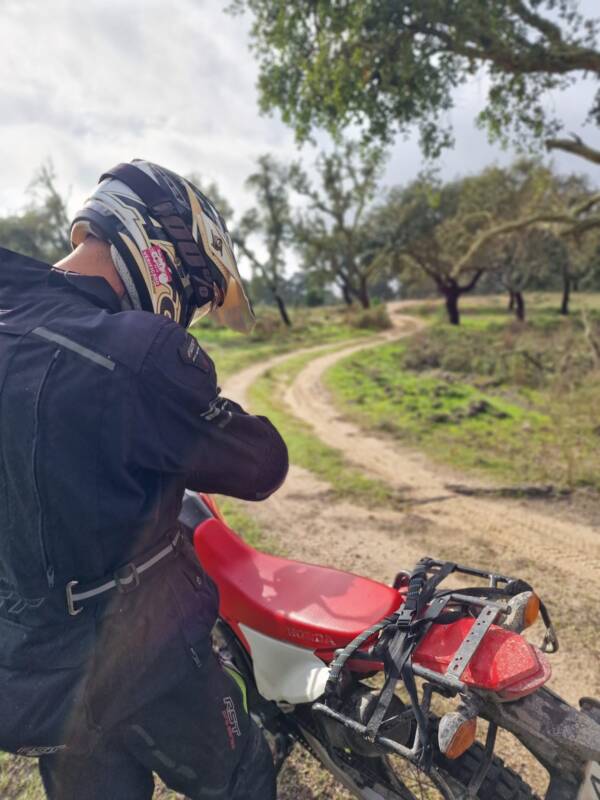 Cork oaks lookback